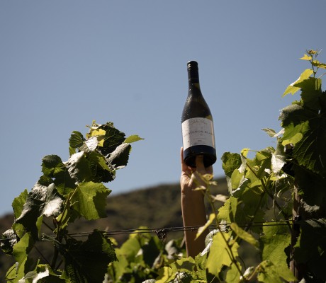 winery sauvignon blanc winery sauvignon blanc